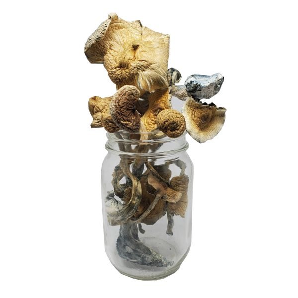 Golden Teacher Mushrooms (Live Psilocybin)