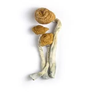 Penis Envy Mushrooms (Live Psilocybin)